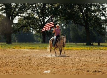 American Quarter Horse, Giumenta, 4 Anni, 142 cm, Grigio