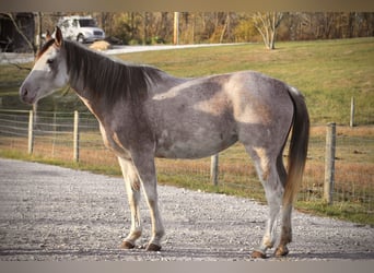 American Quarter Horse, Giumenta, 4 Anni, 142 cm, Sabino