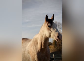 American Quarter Horse, Giumenta, 4 Anni, 142 cm, Sabino