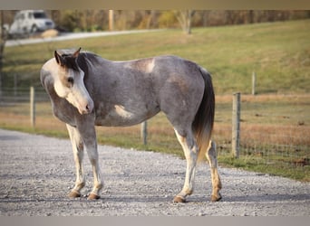 American Quarter Horse, Giumenta, 4 Anni, 142 cm, Sabino