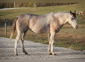 American Quarter Horse, Giumenta, 4 Anni, 142 cm, Sabino