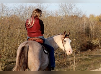 American Quarter Horse, Giumenta, 4 Anni, 142 cm, Sabino