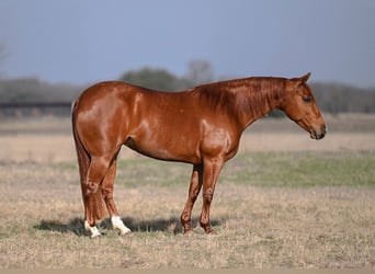 American Quarter Horse, Giumenta, 4 Anni, 142 cm, Sauro ciliegia