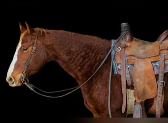 American Quarter Horse, Giumenta, 4 Anni, 142 cm, Sauro ciliegia