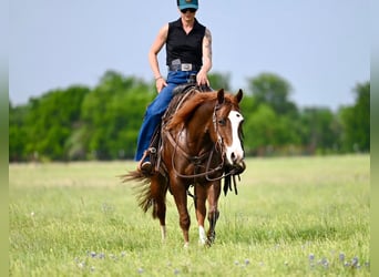 American Quarter Horse, Giumenta, 4 Anni, 142 cm, Sauro ciliegia