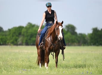 American Quarter Horse, Giumenta, 4 Anni, 142 cm, Sauro ciliegia