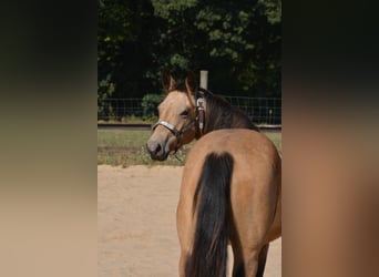 American Quarter Horse, Giumenta, 4 Anni, 143 cm, Pelle di daino