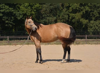 American Quarter Horse, Giumenta, 4 Anni, 143 cm, Pelle di daino