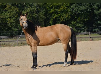 American Quarter Horse, Giumenta, 4 Anni, 143 cm, Pelle di daino