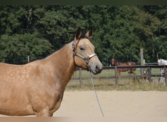 American Quarter Horse, Giumenta, 4 Anni, 143 cm, Pelle di daino