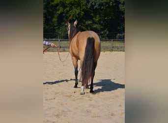 American Quarter Horse, Giumenta, 4 Anni, 143 cm, Pelle di daino