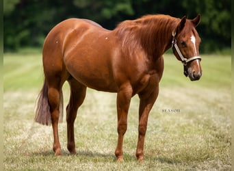 American Quarter Horse, Giumenta, 4 Anni, 144 cm, Sauro