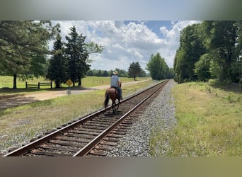 American Quarter Horse, Giumenta, 4 Anni, 145 cm, Baio ciliegia