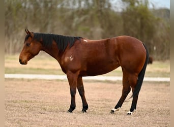 American Quarter Horse, Giumenta, 4 Anni, 145 cm, Baio ciliegia