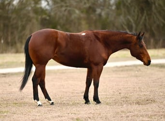 American Quarter Horse, Giumenta, 4 Anni, 145 cm, Baio ciliegia