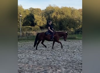 American Quarter Horse, Giumenta, 4 Anni, 145 cm, Baio