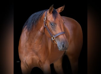 American Quarter Horse, Giumenta, 4 Anni, 145 cm, Baio scuro