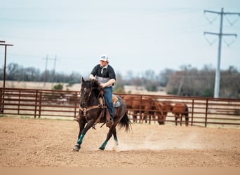 American Quarter Horse, Giumenta, 4 Anni, 145 cm, Morello