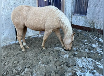 American Quarter Horse, Giumenta, 4 Anni, 145 cm, Palomino