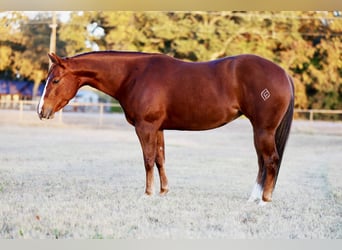 American Quarter Horse, Giumenta, 4 Anni, 145 cm, Sauro ciliegia