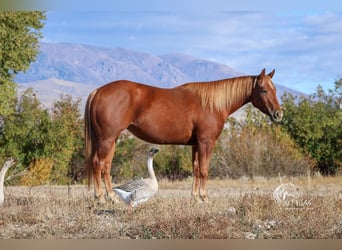 American Quarter Horse, Giumenta, 4 Anni, 145 cm, Sauro ciliegia