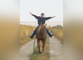 American Quarter Horse, Giumenta, 4 Anni, 145 cm, Sauro ciliegia