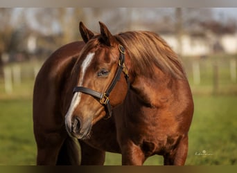 American Quarter Horse, Giumenta, 4 Anni, 145 cm, Sauro scuro