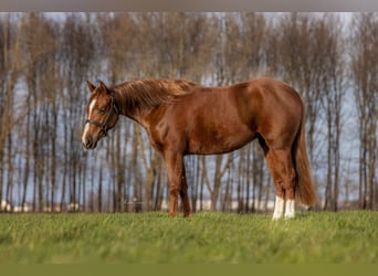 American Quarter Horse, Giumenta, 4 Anni, 145 cm, Sauro scuro