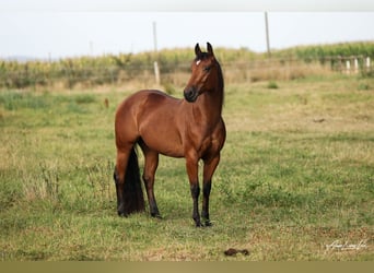 American Quarter Horse, Giumenta, 4 Anni, 146 cm, Baio