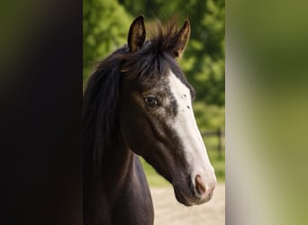 American Quarter Horse, Giumenta, 4 Anni, 146 cm