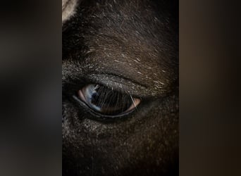 American Quarter Horse, Giumenta, 4 Anni, 146 cm