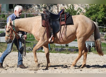 American Quarter Horse, Giumenta, 4 Anni, 146 cm, Palomino