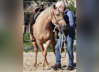 American Quarter Horse, Giumenta, 4 Anni, 146 cm, Palomino