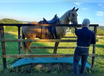 American Quarter Horse, Giumenta, 4 Anni, 146 cm, Palomino