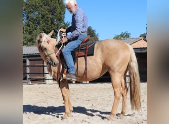 American Quarter Horse, Giumenta, 4 Anni, 146 cm, Palomino