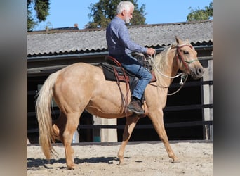 American Quarter Horse, Giumenta, 4 Anni, 146 cm, Palomino