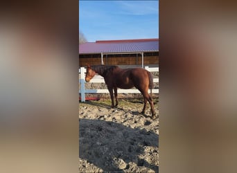 American Quarter Horse, Giumenta, 4 Anni, 146 cm, Sauro