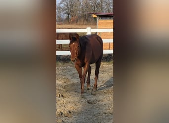 American Quarter Horse, Giumenta, 4 Anni, 146 cm, Sauro