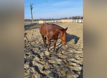 American Quarter Horse, Giumenta, 4 Anni, 146 cm, Sauro