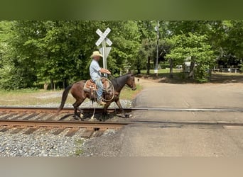 American Quarter Horse, Giumenta, 4 Anni, 147 cm, Baio ciliegia