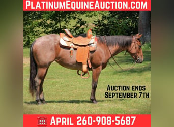 American Quarter Horse, Giumenta, 4 Anni, 147 cm, Baio roano