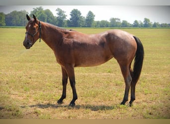 American Quarter Horse, Giumenta, 4 Anni, 147 cm, Baio roano