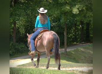 American Quarter Horse, Giumenta, 4 Anni, 147 cm, Baio roano