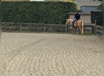 American Quarter Horse, Giumenta, 4 Anni, 147 cm, Palomino