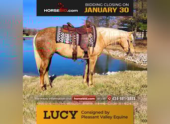 American Quarter Horse, Giumenta, 4 Anni, 147 cm, Palomino
