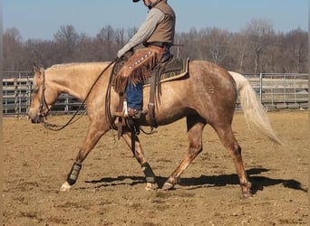 American Quarter Horse, Giumenta, 4 Anni, 147 cm, Palomino