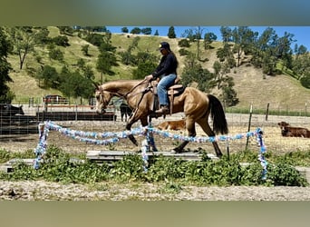 American Quarter Horse, Giumenta, 4 Anni, 147 cm, Pelle di daino