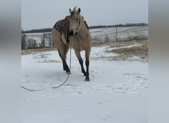 American Quarter Horse, Giumenta, 4 Anni, 147 cm, Pelle di daino