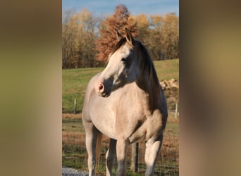 American Quarter Horse, Giumenta, 4 Anni, 147 cm, Sabino