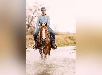 American Quarter Horse, Giumenta, 4 Anni, 147 cm, Sauro ciliegia